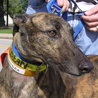 h607_honeybea head